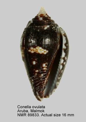 Conella ovulata.jpg - Conella ovulata (Lamarck,1822)